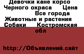 Девочки кане корсо. Черного окраса.  › Цена ­ 65 000 - Все города Животные и растения » Собаки   . Костромская обл.